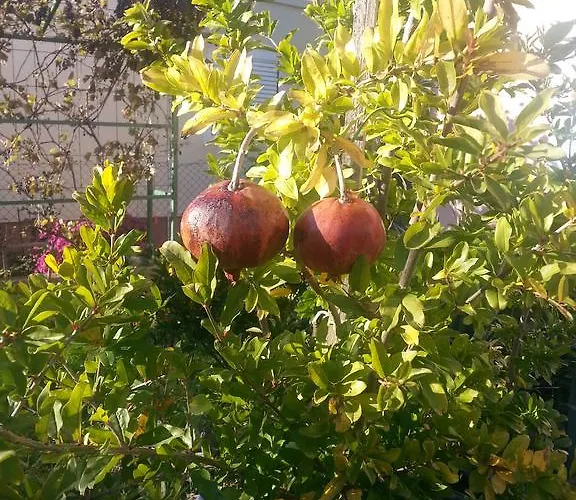 Apartament Lilliana *